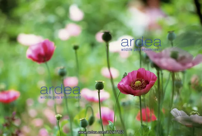 : Poppy, Opium poppy, Papaver somniferum : Poppy, Opium poppy, Papaver somniferum