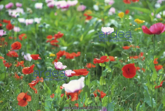 : Poppy, Opium poppy, Papaver somniferum : Poppy, Opium poppy, Papaver somniferum