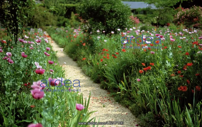 : Poppy, Opium poppy, Papaver somniferum : Poppy, Opium poppy, Papaver somniferum