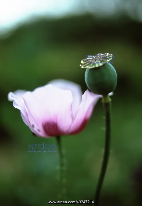 : Poppy, Opium poppy, Papaver somniferum : Poppy, Opium poppy, Papaver somniferum