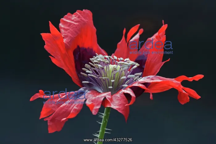 : Poppy, Opium poppy, Papaver somniferum, Red subject : Poppy, Opium poppy, Papaver somniferum, Red subject
