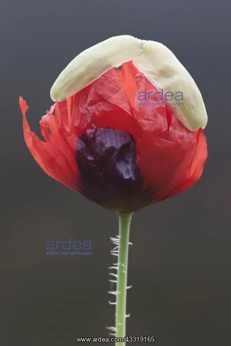: Poppy, Opium poppy, Papaver somniferum, Red subject : Poppy, Opium poppy, Papaver somniferum, Red subject