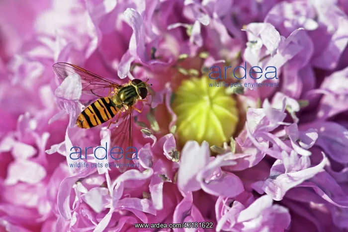 : Poppy, Opium Poppy, Papaver somniferum, Close view : Poppy, Opium Poppy, Papaver somniferum, Close view