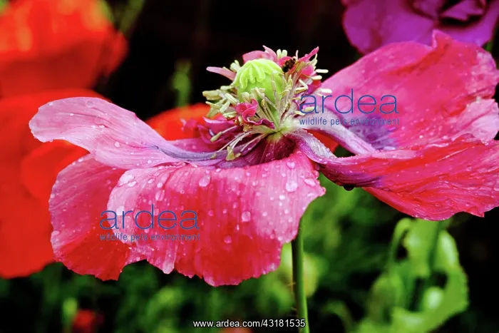 : Poppy, Opium poppy, Papaver somniferum, A fading : Poppy, Opium poppy, Papaver somniferum, A fading