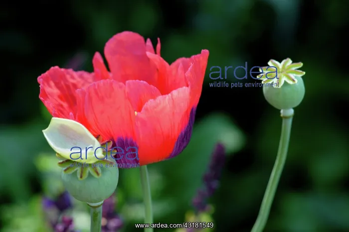 : Poppy, Opium Poppy, Papaver somniferum, Flower : Poppy, Opium Poppy, Papaver somniferum, Flower