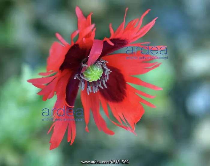 : Poppy, Opium Poppy, Papaver somniferum Pepperbox : Poppy, Opium Poppy, Papaver somniferum Pepperbox