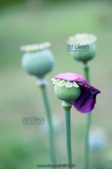 : Poppy, Opium poppy, Papaver somniferum, Side view : Poppy, Opium poppy, Papaver somniferum, Side view