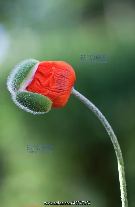 : Poppy, Oriental popp, Papaver orientale : Poppy, Oriental popp, Papaver orientale