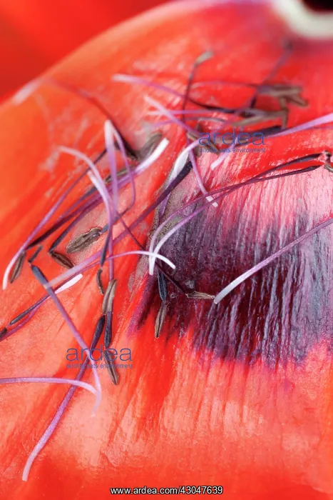 : Poppy, Oriental poppy : Poppy, Oriental poppy