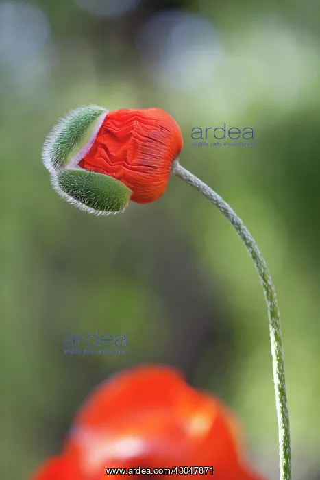 : Poppy, Oriental poppy : Poppy, Oriental poppy