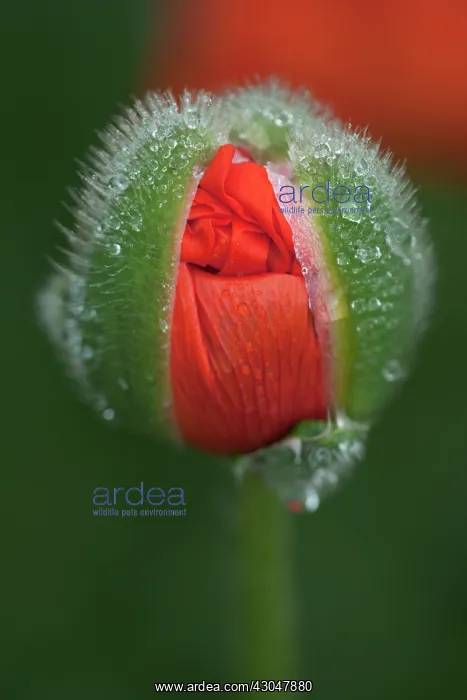 : Poppy, Oriental poppy : Poppy, Oriental poppy