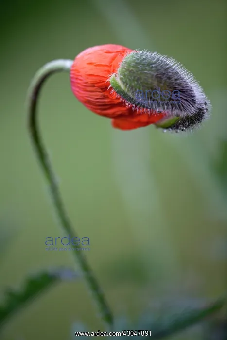 : Poppy, Oriental poppy : Poppy, Oriental poppy