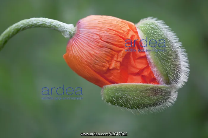 : Poppy, Oriental poppy : Poppy, Oriental poppy