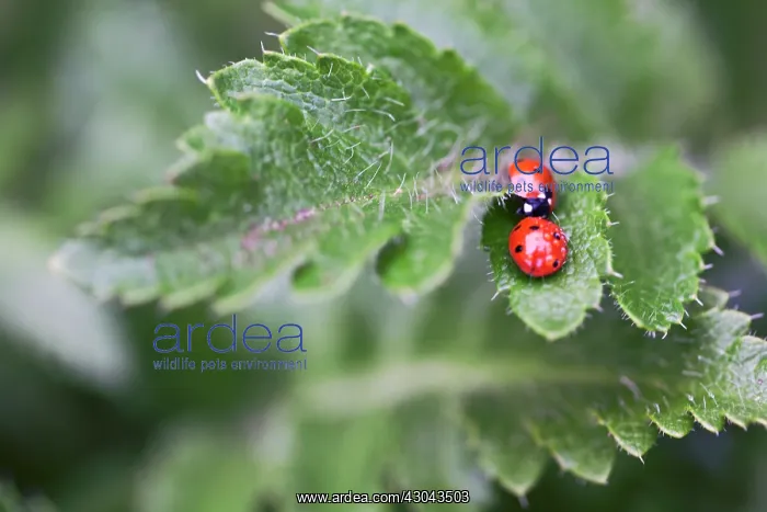 : Poppy, Oriental poppy, Papaver orientale : Poppy, Oriental poppy, Papaver orientale
