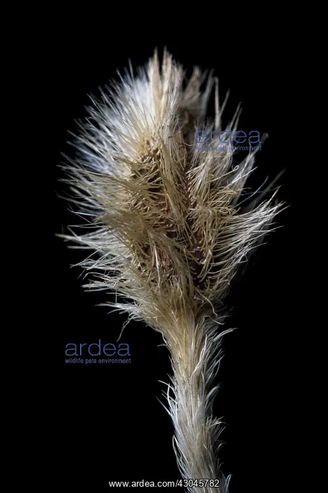 : Poppy, Oriental poppy, Papaver orientale : Poppy, Oriental poppy, Papaver orientale