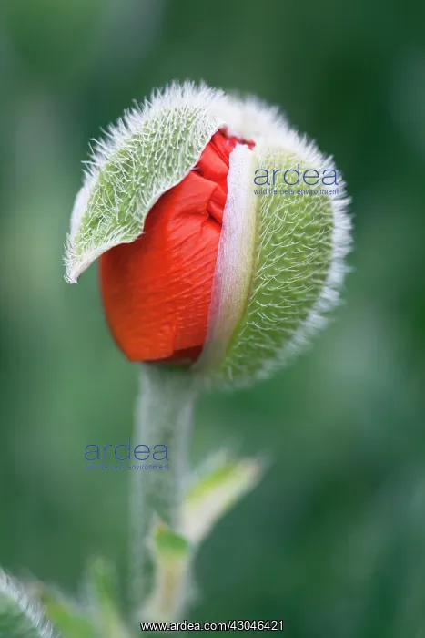: Poppy, Oriental poppy, Papaver orientale : Poppy, Oriental poppy, Papaver orientale