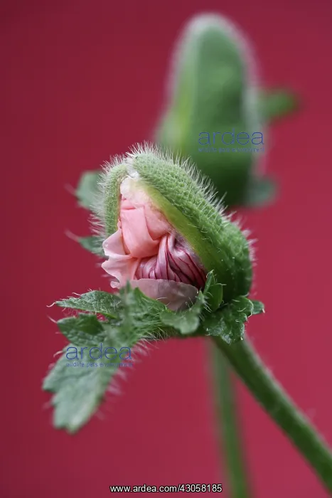 : Poppy, Oriental poppy, Papaver orientale : Poppy, Oriental poppy, Papaver orientale