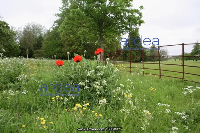 : Poppy, Oriental poppy, Papaver orientale : Poppy, Oriental poppy, Papaver orientale