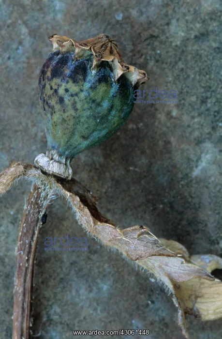 : Poppy, Oriental poppy, Papaver orientale : Poppy, Oriental poppy, Papaver orientale