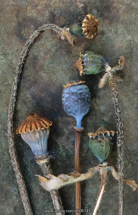 : Poppy, Oriental poppy, Papaver orientale : Poppy, Oriental poppy, Papaver orientale