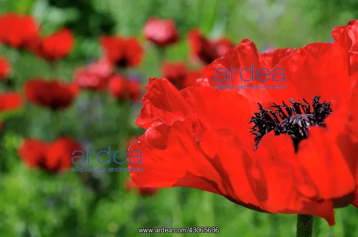 : Poppy, Oriental poppy, Papaver orientale : Poppy, Oriental poppy, Papaver orientale