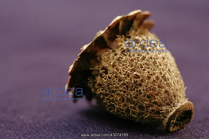 : Poppy, Oriental poppy, Papaver orientale : Poppy, Oriental poppy, Papaver orientale