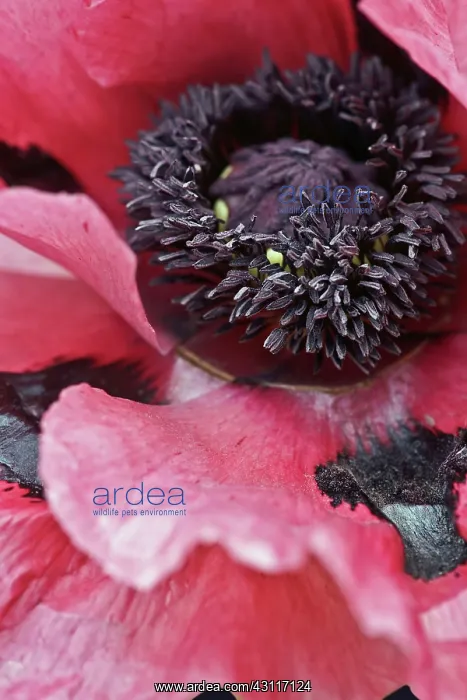  : Poppy, Oriental poppy, Papaver orientale Patty's