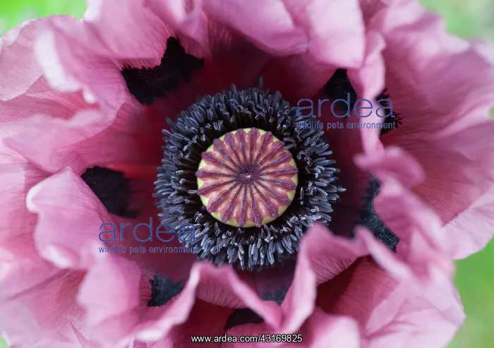 : Poppy, Oriental poppy, Papaver orientale Patty's : Poppy, Oriental poppy, Papaver orientale Patty's