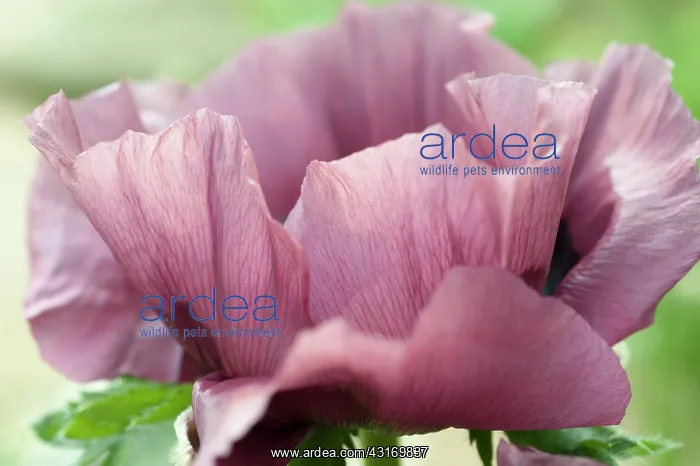 : Poppy, Oriental poppy, Papaver orientale Patty's : Poppy, Oriental poppy, Papaver orientale Patty's