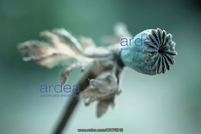 : Poppy, Oriental poppy, Papaver orientale Patty's : Poppy, Oriental poppy, Papaver orientale Patty's