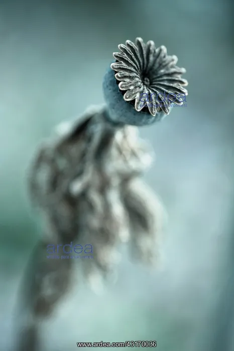  : Poppy, Oriental poppy, Papaver orientale Patty's