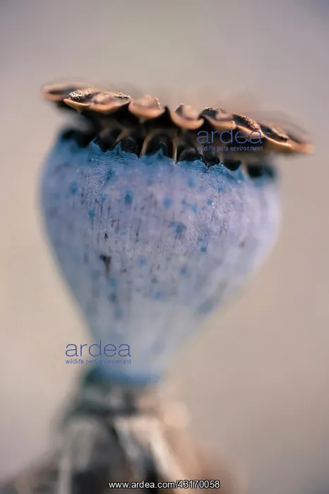 : Poppy, Oriental poppy, Papaver orientale Patty's : Poppy, Oriental poppy, Papaver orientale Patty's