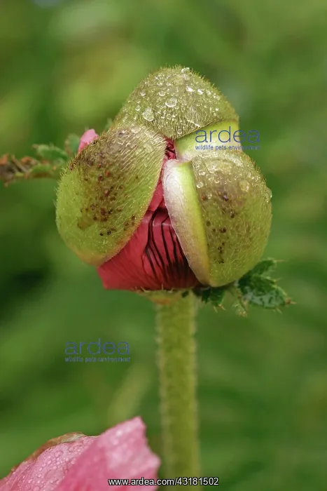 : Poppy, Oriental poppy, Papaver orientale Patty's : Poppy, Oriental poppy, Papaver orientale Patty's