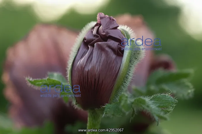 : Poppy, Oriental poppy, Papaver orientale Patty's Plum : Poppy, Oriental poppy, Papaver orientale Patty's Plum