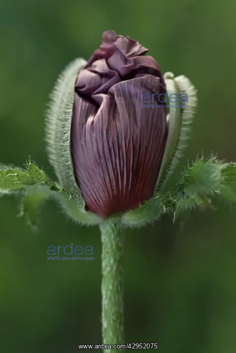 : Poppy, Oriental poppy, Papaver orientale Patty's Plum : Poppy, Oriental poppy, Papaver orientale Patty's Plum