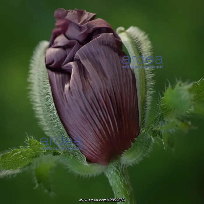  : Poppy, Oriental poppy, Papaver orientale Patty's Plum