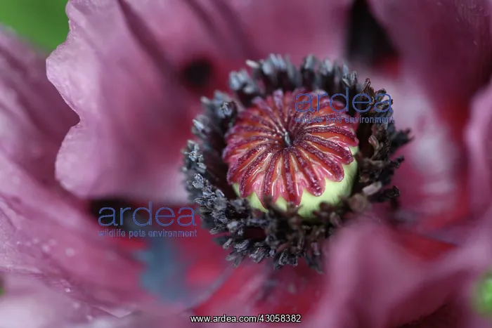  : Poppy, Oriental poppy, Papaver orientale Patty's Plum