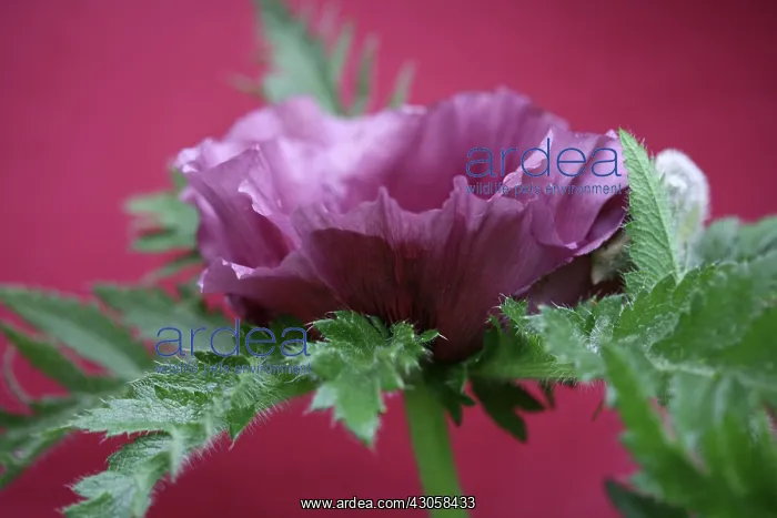 : Poppy, Oriental poppy, Papaver orientale Patty's Plum : Poppy, Oriental poppy, Papaver orientale Patty's Plum
