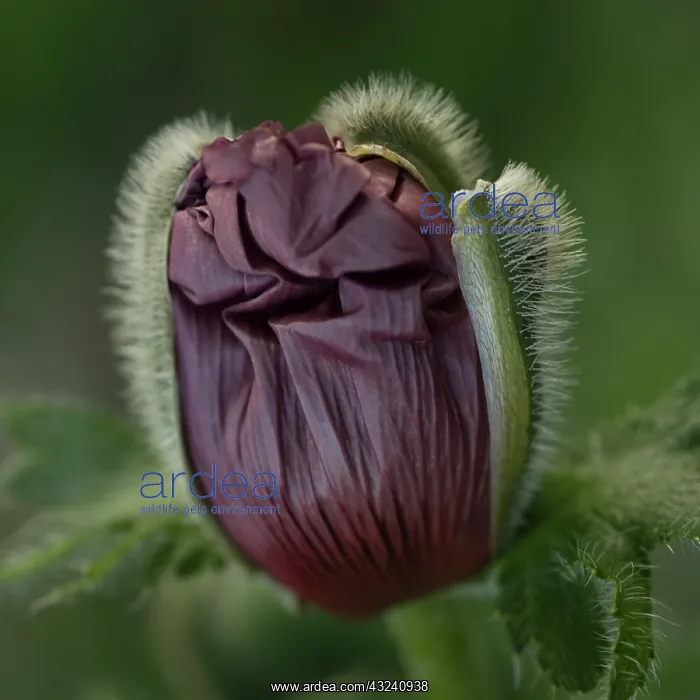 : Poppy, Oriental poppy, Papaver orientale Patty's Plum
