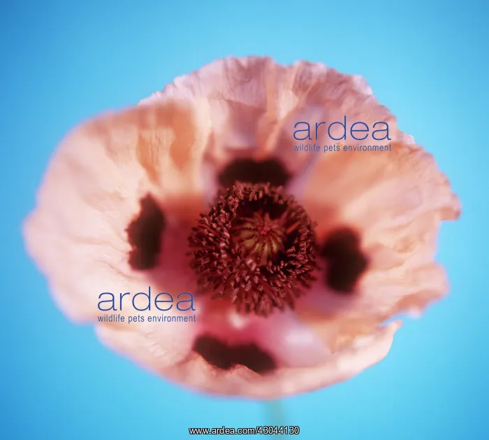 : Poppy, Oriental poppy, Papaver orientale Princess victoria lousie : Poppy, Oriental poppy, Papaver orientale Princess victoria lousie
