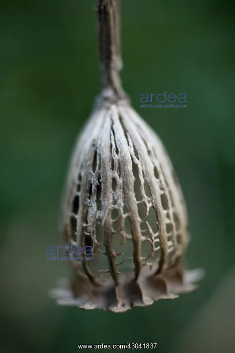 : Poppy, Papaver : Poppy, Papaver