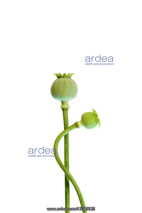 : Poppy, Papaver : Poppy, Papaver