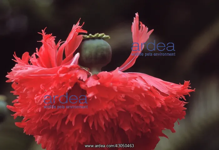 : Poppy, Papaver : Poppy, Papaver
