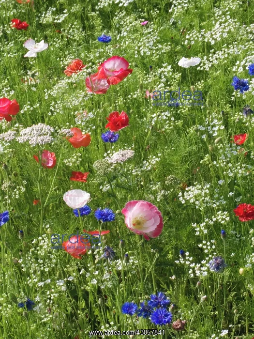 : Poppy, Papaver : Poppy, Papaver