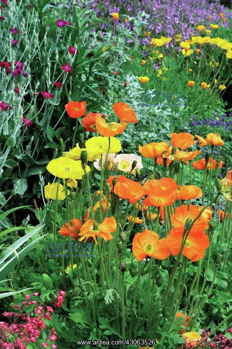 : Poppy, Papaver : Poppy, Papaver