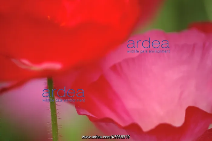 : Poppy, Papaver : Poppy, Papaver