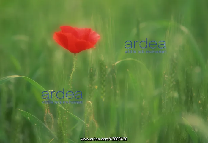 : Poppy, Papaver : Poppy, Papaver