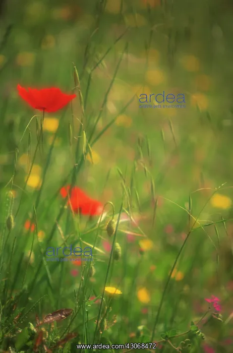 : Poppy, Papaver : Poppy, Papaver