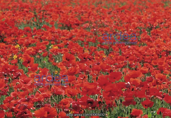 : Poppy, Papaver : Poppy, Papaver
