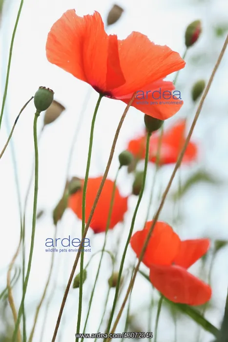 : Poppy, Papaver : Poppy, Papaver